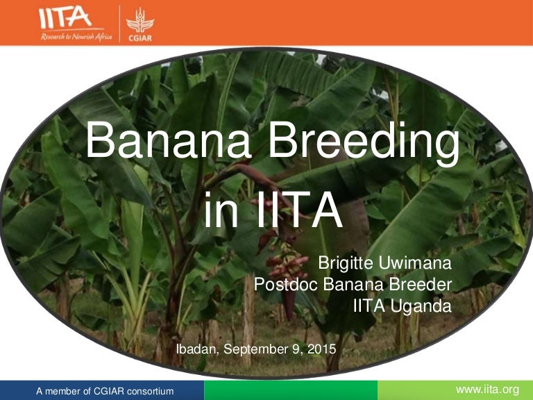Banana Breeding in IITA