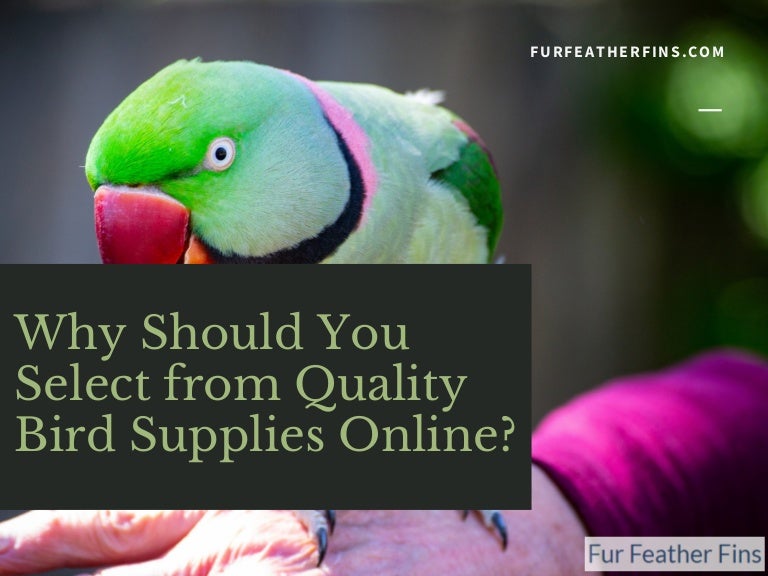 bird supplies online