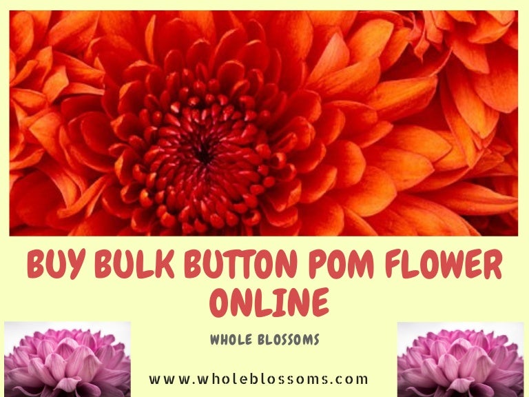 Buy Bulk Button Pom Flowers Online