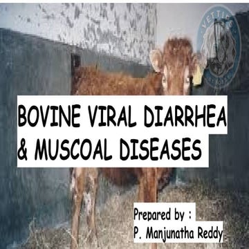BVDpptx bovine medicine diseases now.pptx