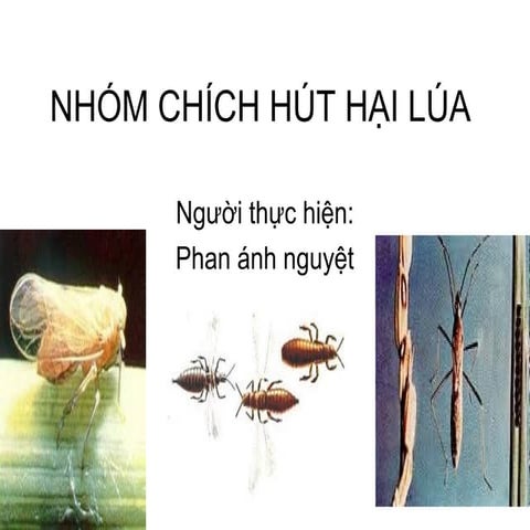BVTV - C7.Nhóm chích hút hại lúa | PPT
