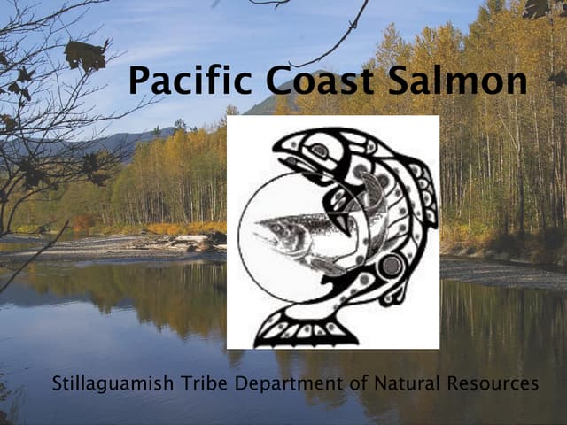 Pacific Coast Salmon: Stillaguamish Tribe Natural Resources