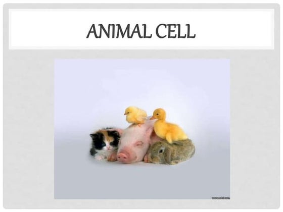 Cell Analogy Example | PPTX