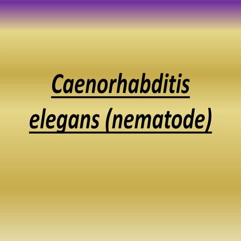 C. elegans early develeopment 