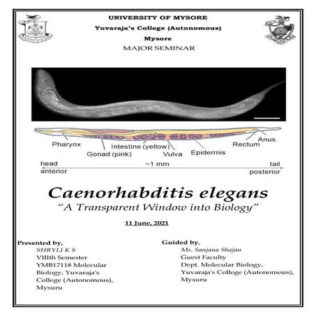 Caenorhabditis elegans | PDF