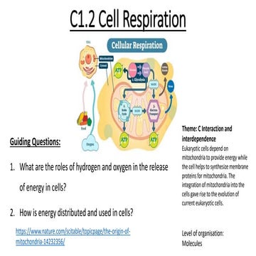 C1.2 Cell Respiration powerpoint IB Biology | PPTX