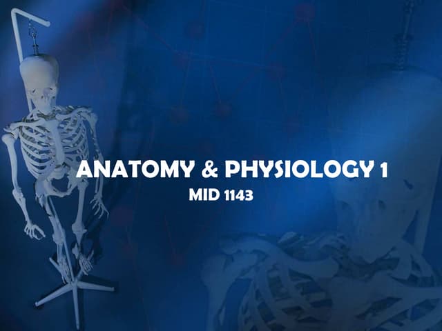 anatomical terms