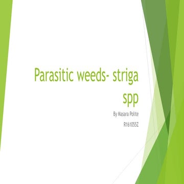 Parasitic weeds- striga spp for masara