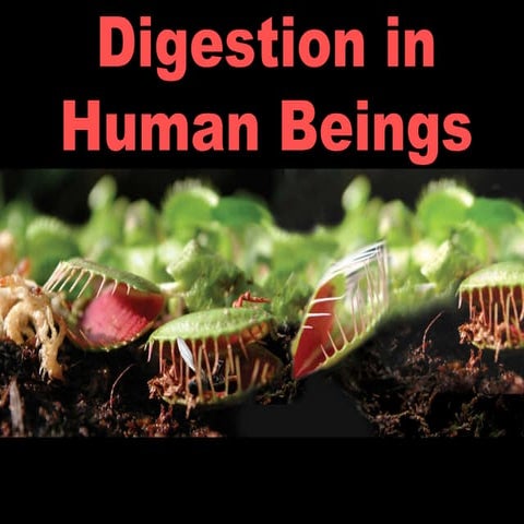 C26 Digestion In Human
