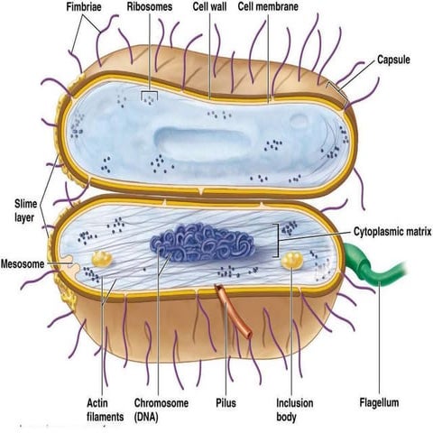 Fundamental of bacterial cell morphology