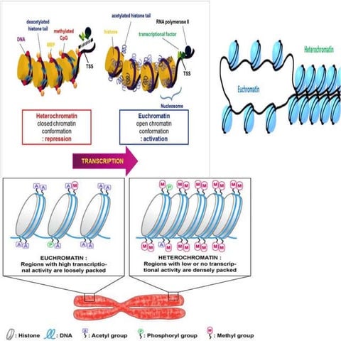 Genetic material DNA packing and its types