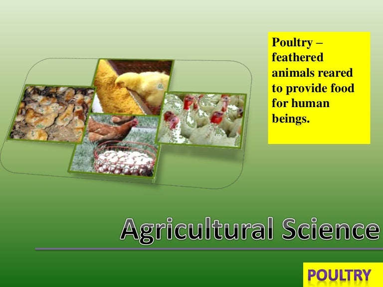 What is Poultry