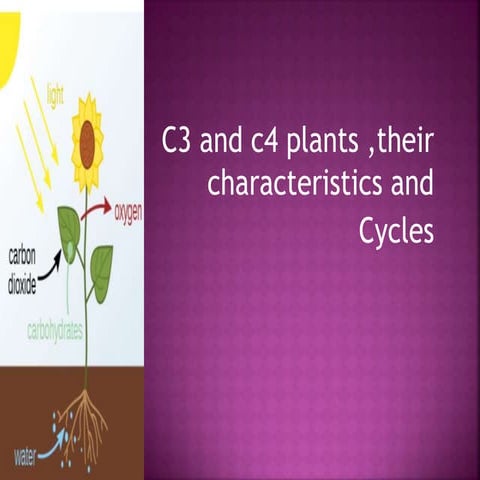 C3 and c4 plants ,characteristic ,cycles and significance