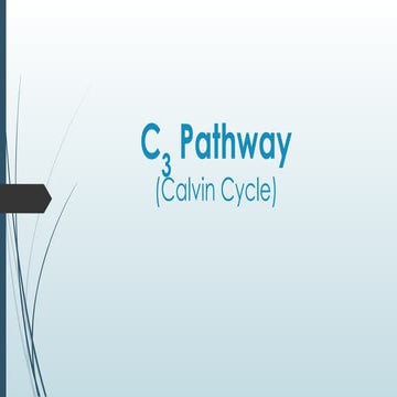 C3 pathway
