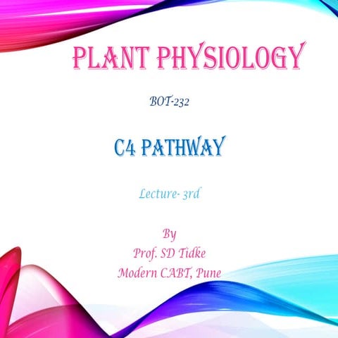 C4 Pathway