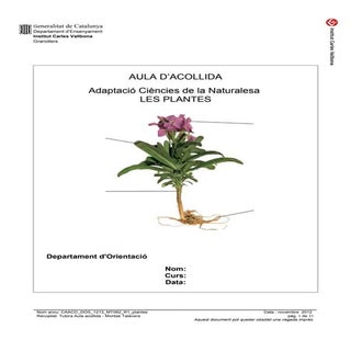 Caaco dos 1213_mt062_r1_plantes