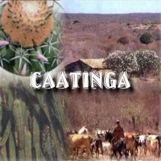 Caatinga