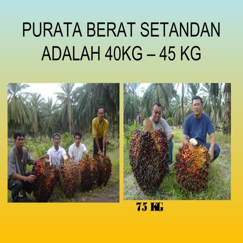 CASB baja organik & soil conditioner