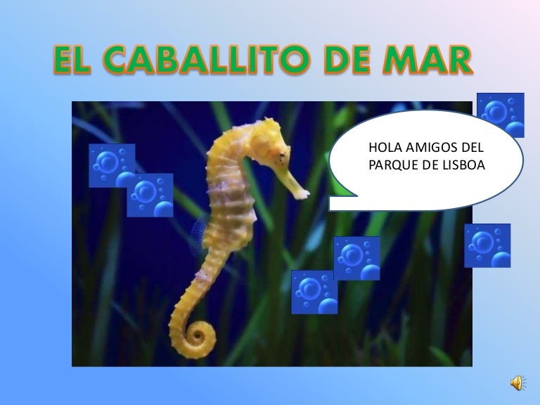 Caballito de mar Caballito de mar