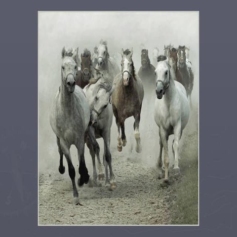 Caballos que belleza