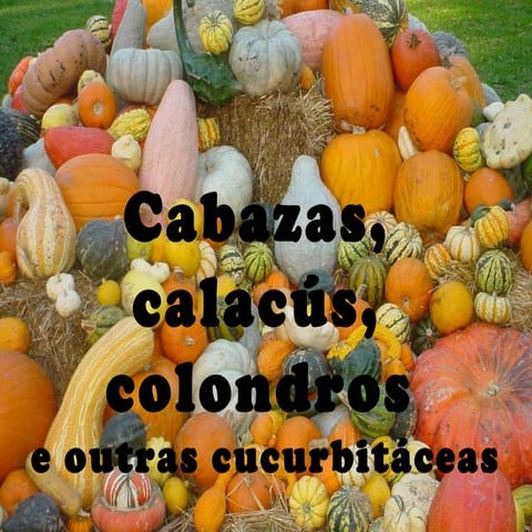 Cabazas, calacus e outras