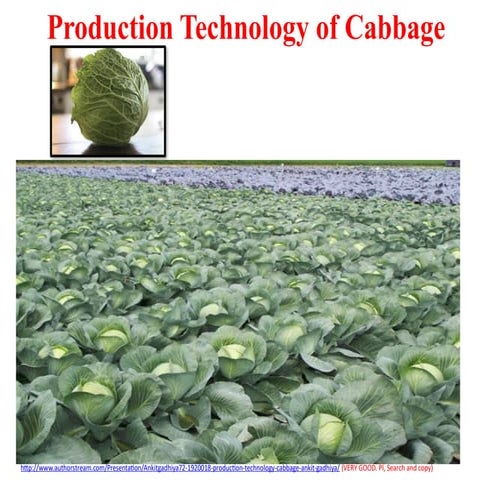 Cabbage: Origin, Taxonomy, Botany, genetics, cytogenetics, breeding ...