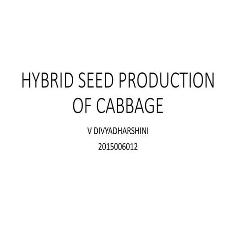 Hybrid seed production in cabbage