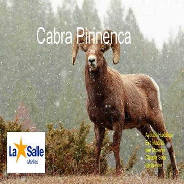 Cabra pirinenca 1r ESO LS Manlleu 2016