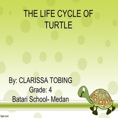 Life cycle of a sea turtle | PPTX