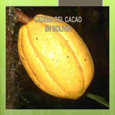 Cadena de cacao en Bolivia 