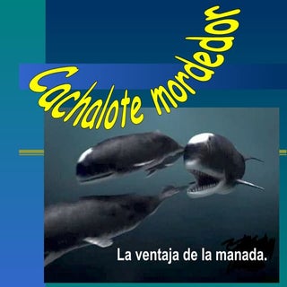 La importancia de la manada: Cachal...