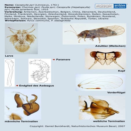 Cacopsylla pyri | PDF