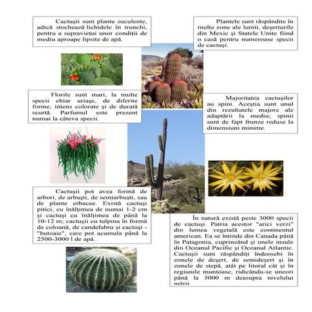 Cactus | DOC