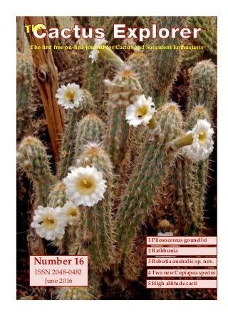New Article Reveals The Low Down On Conophytum Burgeri And Why You Must Take Action Today