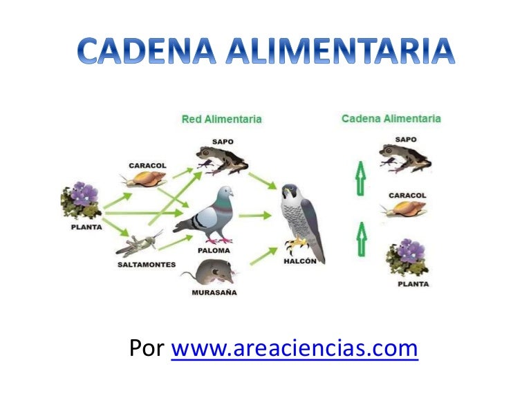 cadena trofica rio cadena alimentaria o tr 243 fica cadena trofica rio cadena alimentaria o tr 243 fica