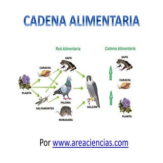 Cadena Alimentaria o Trófica