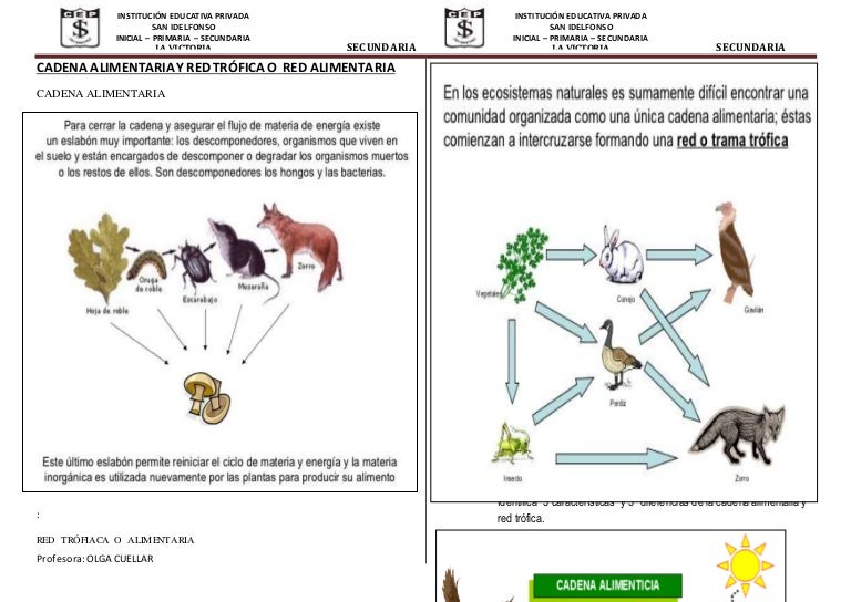 cadena alimentaria y red trofica diferencia cadena alimentaria y red tr 243 fica o red alimentaria cadena alimentaria y red trofica diferencia cadena alimentaria y red tr 243 fica o red alimentaria