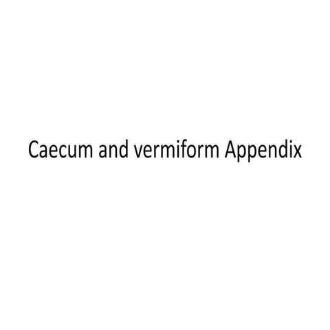 Caecum and vermiform appendix