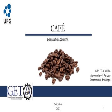 Café do plantio a colheita
