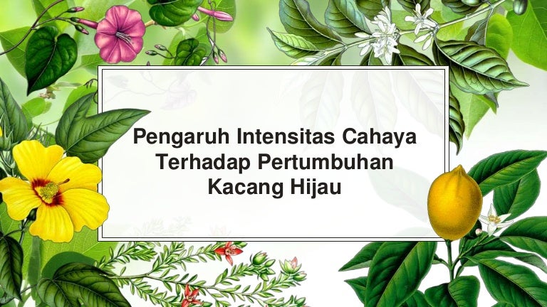 Pengaruh Intensitas Cahaya Terhadap Pertumbuhan Kacang Hijau