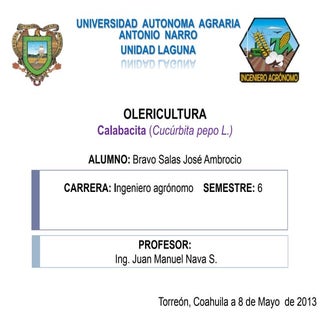 Calabacita Cucurbita pepo