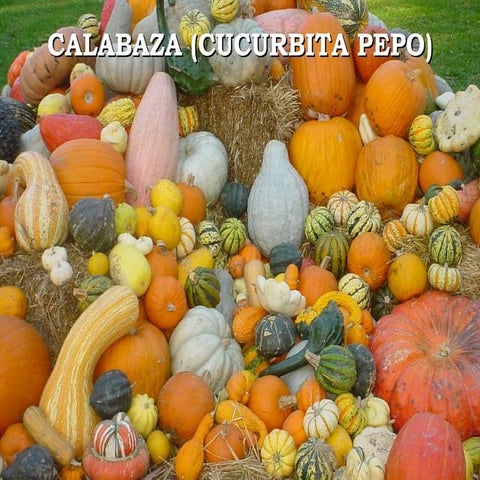 Calabaza