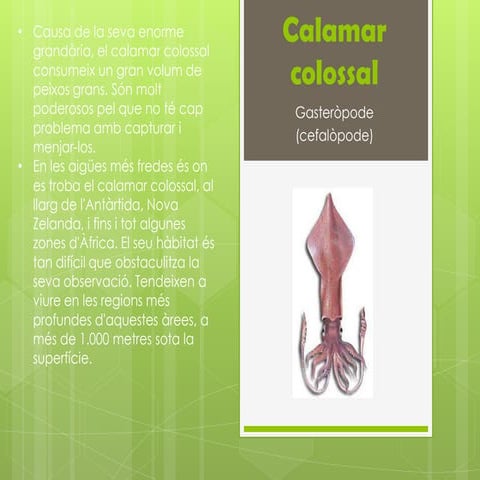 Cefalòpode: Calamar diamant | PPTX