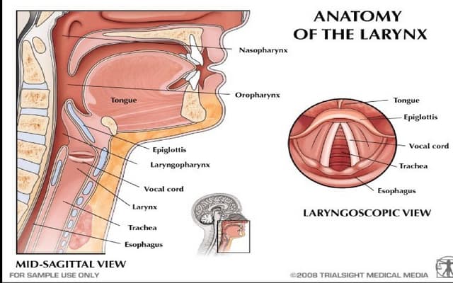 Ca larynx - etio & types