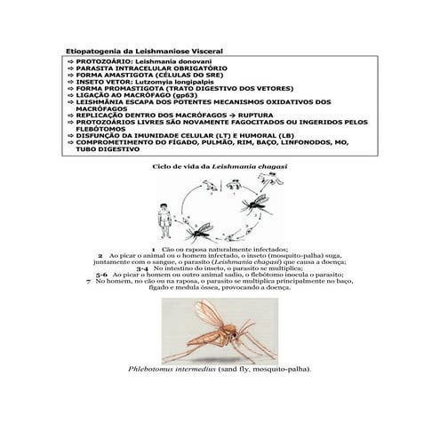 Calazar: etiopatogenia, patologia e formas clínicas