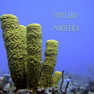 PHYLUM: PORÍFERA