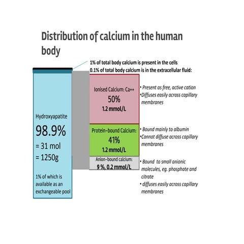 Calcium | PDF