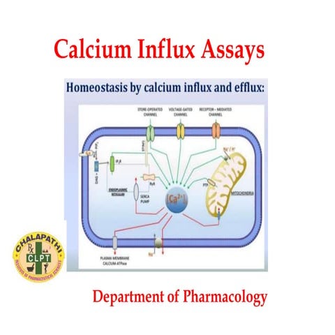 Calcium influx assays