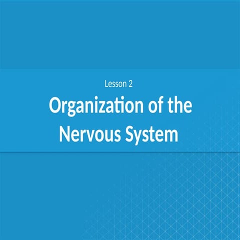 NERVOUS SYSTEM - The central nervous system and the peripheral nervous ...