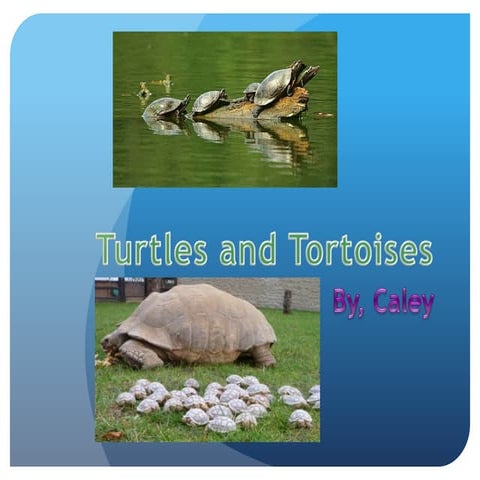 Presentation on Tortoise | PPTX